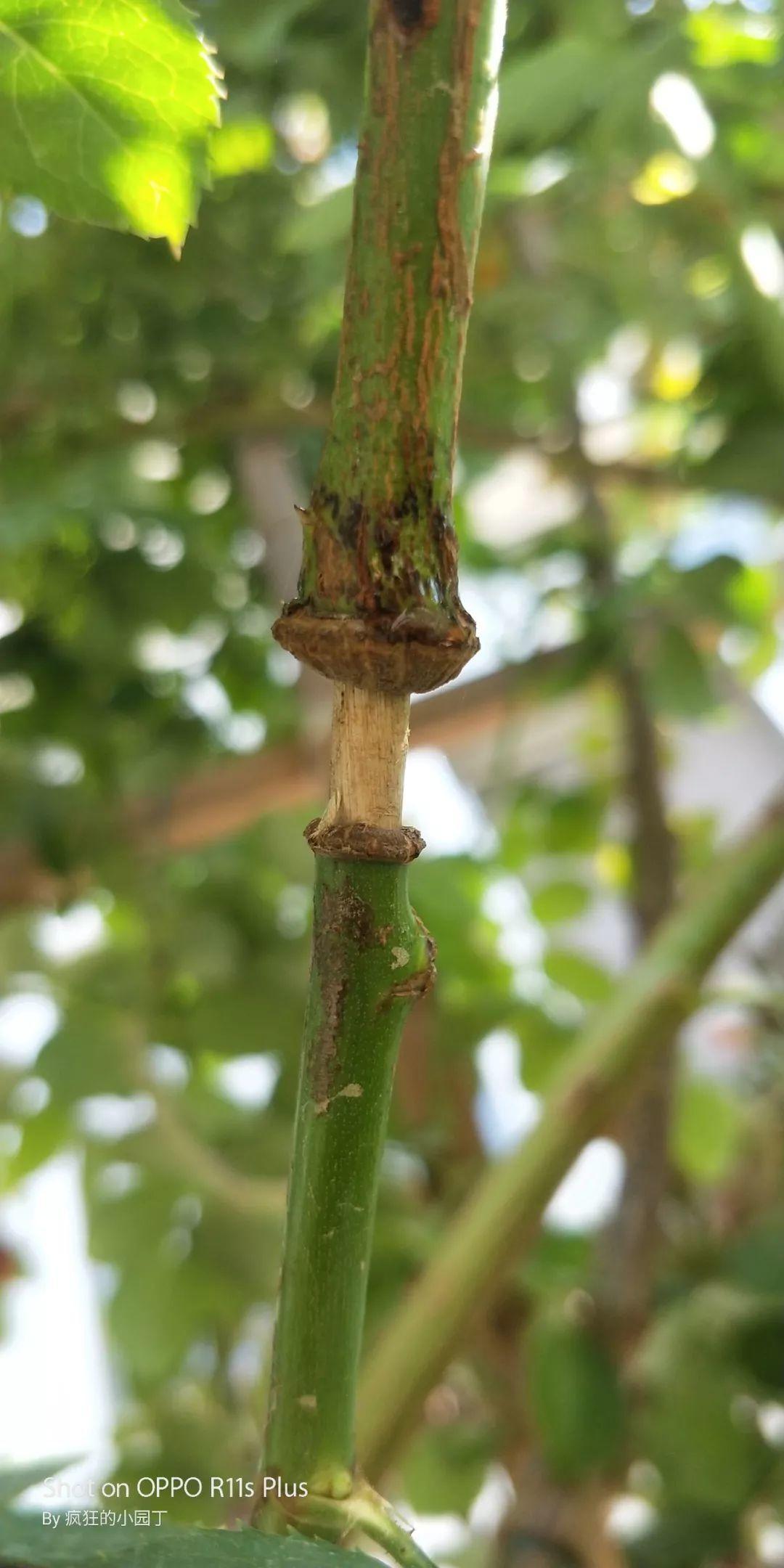 1个塑料瓶,居然有8种养花方法,省钱又好用!