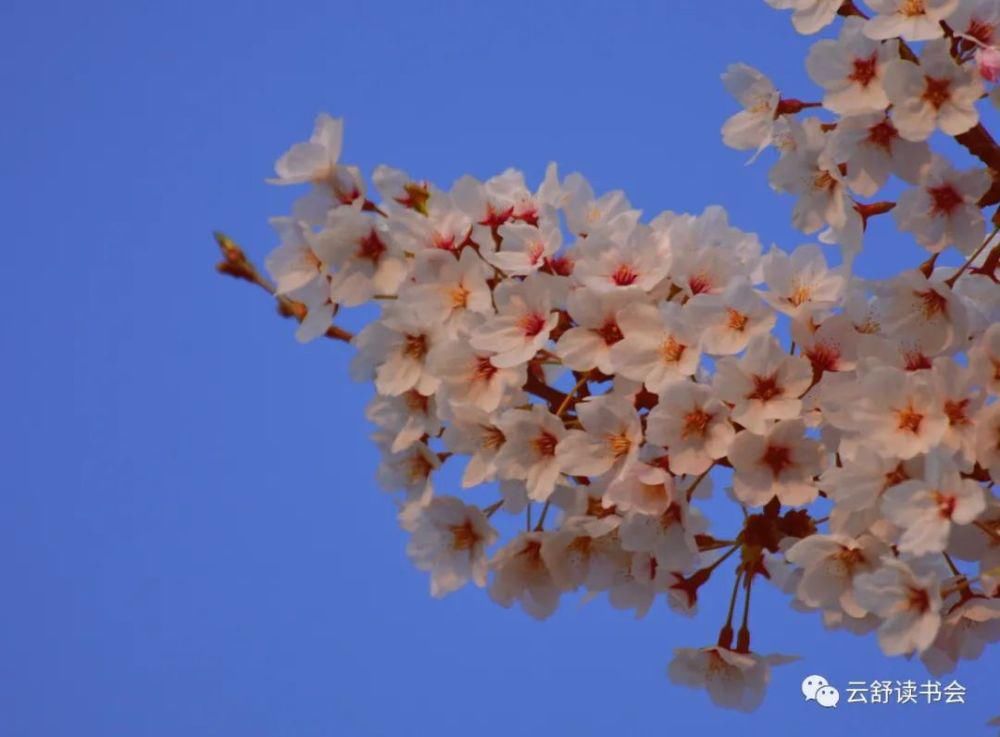 春天|初一上册“我最喜欢的季节”：《秋月冬雪尤爱春》