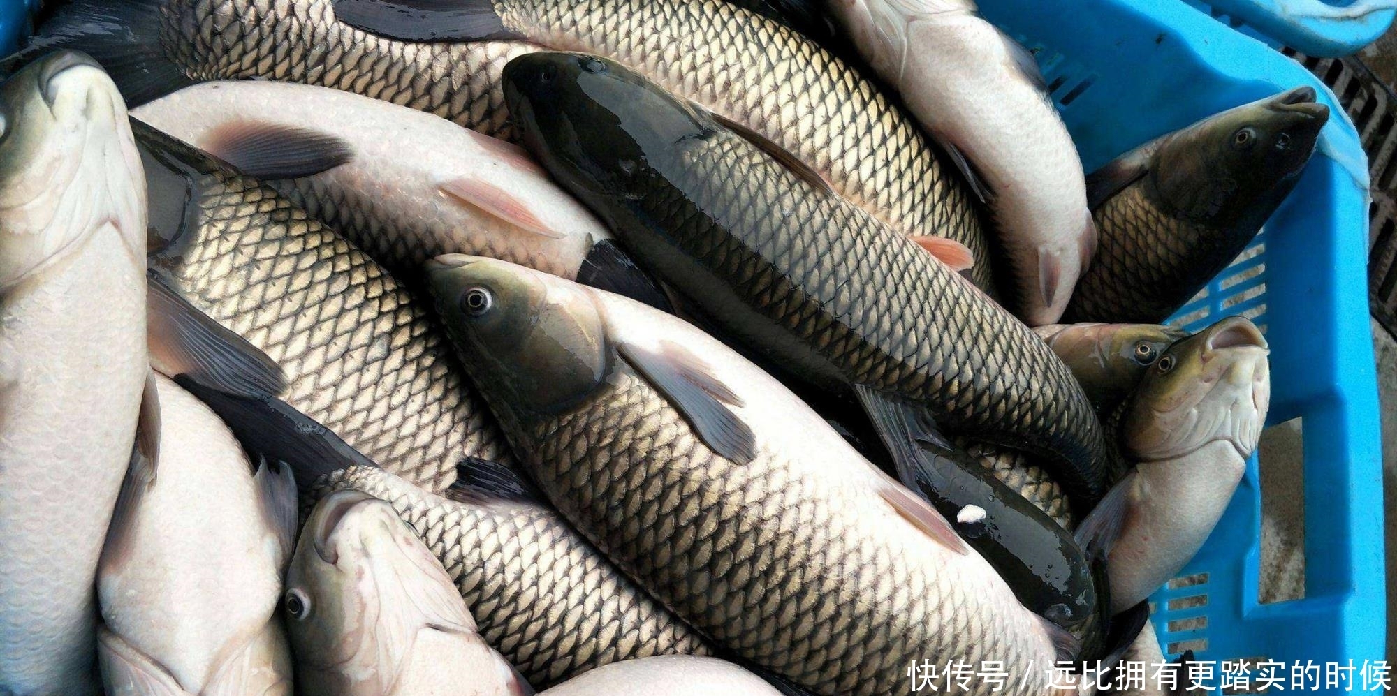 什么气味对草鱼的吸引力最大?钓草鱼wo料味型的调配方法