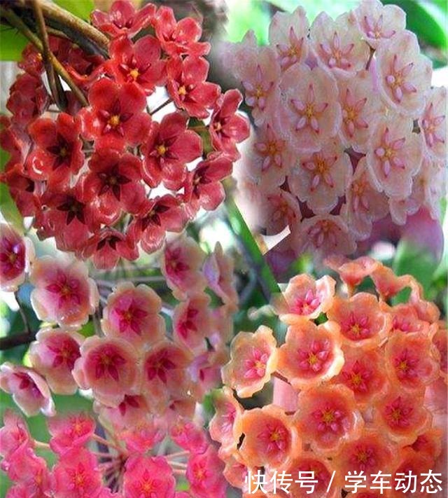 想球兰多冒芽全靠一个“虐”,蹭蹭冒花芽,独苗变繁花老桩!