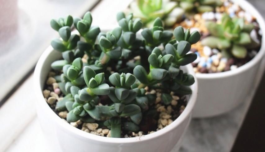 普货多肉不普通，选这3样盆栽成老桩，比贵货还受人欢迎