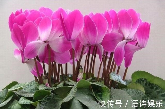 仙客来的冬天养殖禁忌,教你做好以下几点,爆芽爆花还能爆盆!