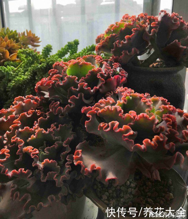 春天的多肉,长成一把大大扇子,看着就是爽