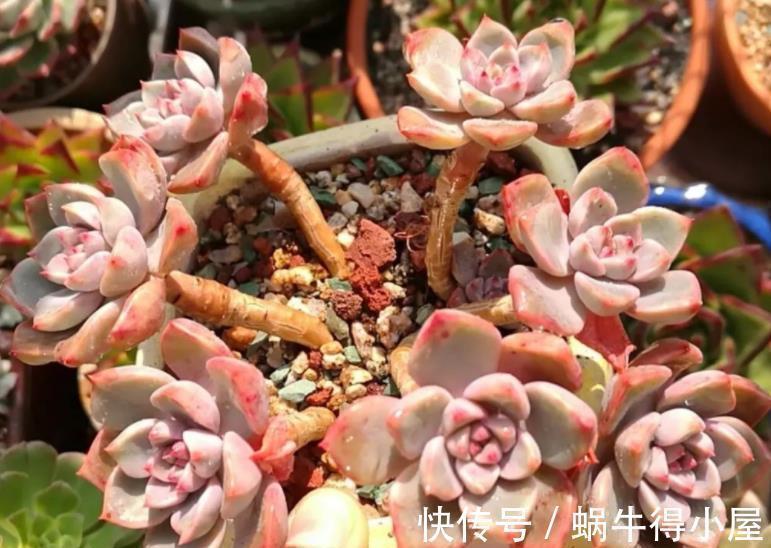 盘点6种适合秋天养的多肉,颜值高好养护,越晒越漂亮,值得拥有