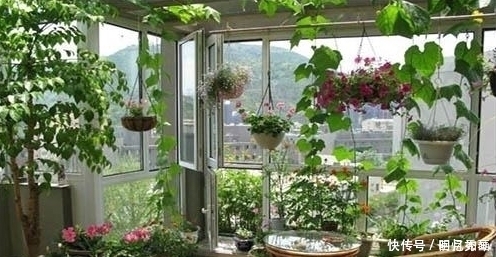 3种“细菌”最讨厌的植物,家里种几盆,家人少生病,身体更健康