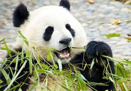 英雄,在奋斗中成长——喜读李蓬新著《熊猫蜀安》