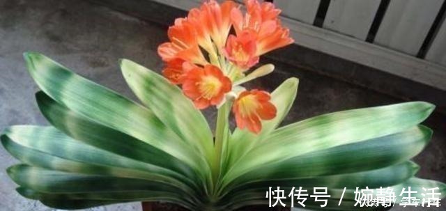 啤酒|别给君子兰用啤酒了,用它才最“靠谱”的,叶片宽大油绿又整齐!