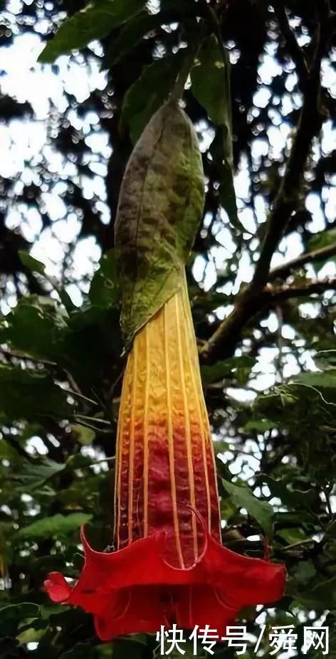 神奇!这个开花树居然可以长成这样震撼世人!真是太美了