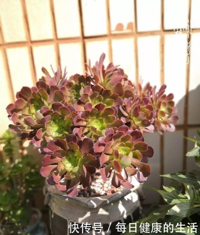 如何让多肉变美看看我是如何宠它们的!如何让多肉变美看看我是如何宠它们的!