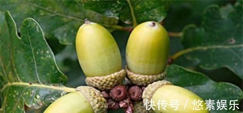 养颜|女性不想成黄脸婆,多吃4种食物,排毒养颜、皮肤红润气色好