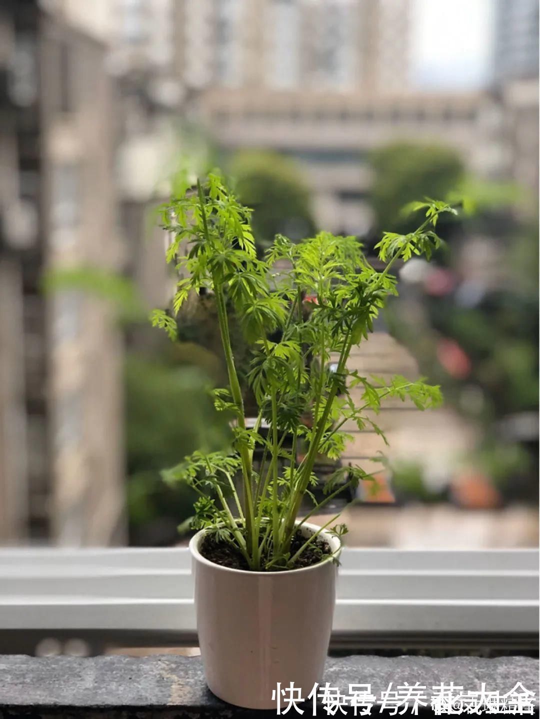 叶子|人参萝卜开花了,我种的花,都是这么奇奇怪怪