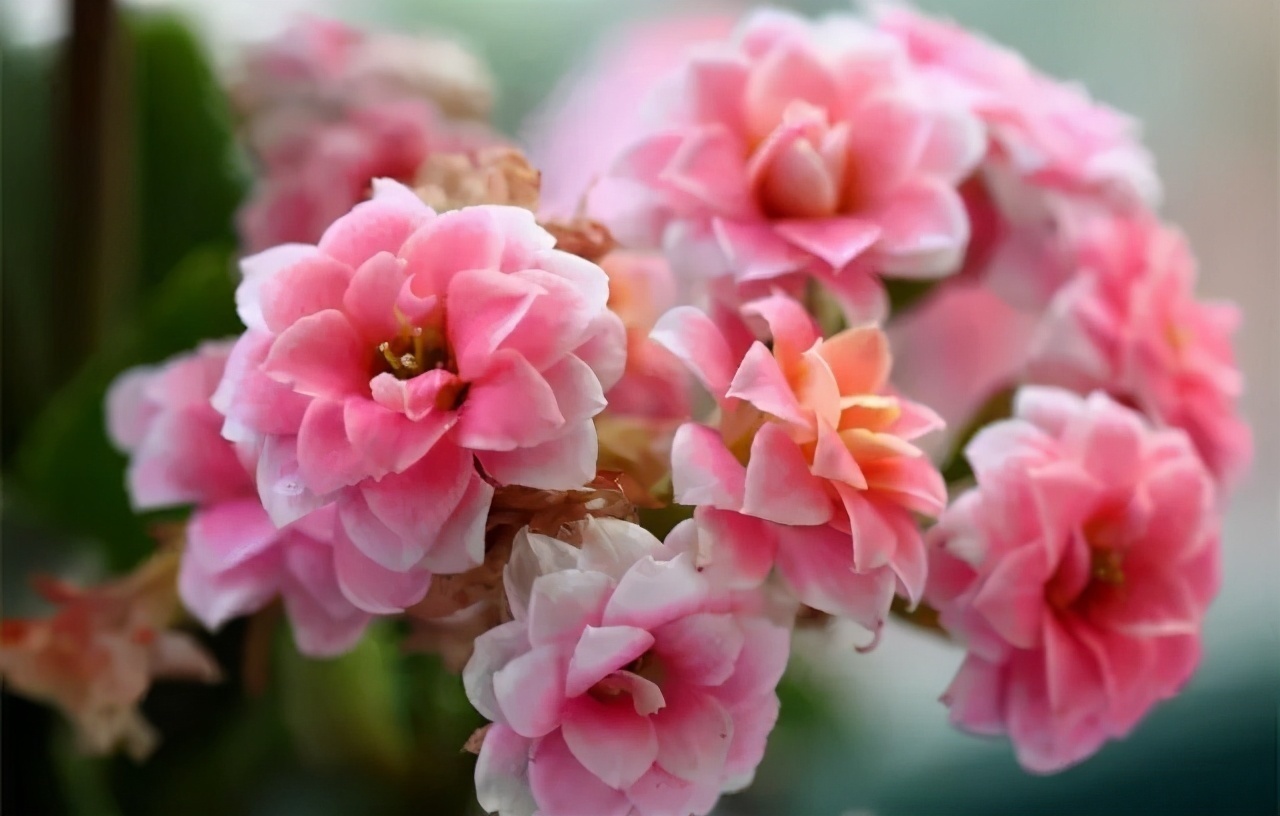 长寿花不开花别着急,快来点小苏打,催花效果极好过年前能开花