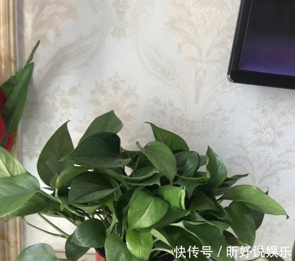 导致|绿萝突然蔫掉了!暖气导致的,想要绿萝不蔫,坚持每天浇水