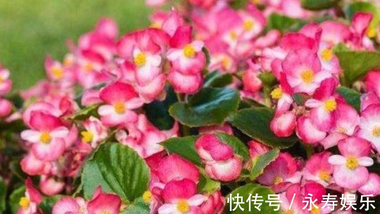 杜鹃花|此款花卉，好养易爆盆，一年到头开不停，天天看“花海”！