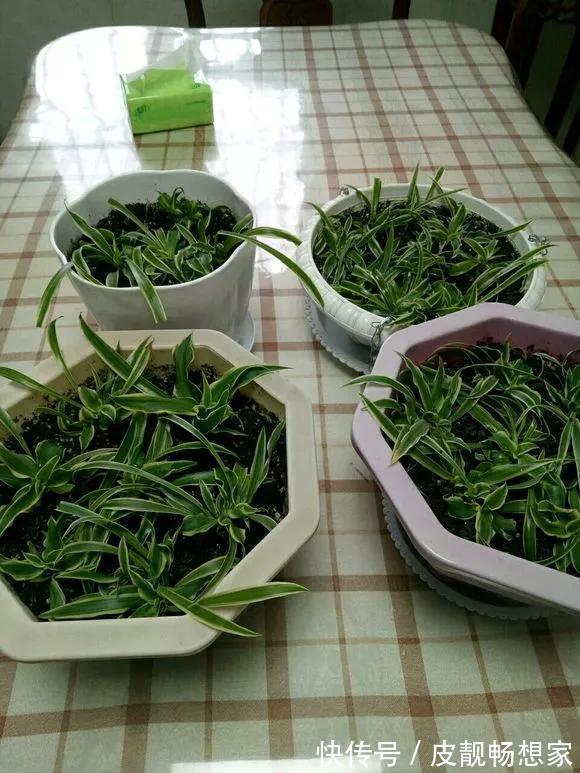 生根|5种花快扦插,生根超快,1周长出大白根,新手也能插得活