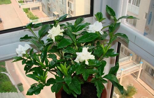 5月养花要养根，3个小窍门护根强根，让人打理盆栽更省心