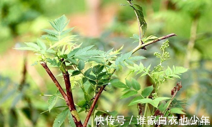 风水学|屋前种什么树最旺风水？种什么树最好？