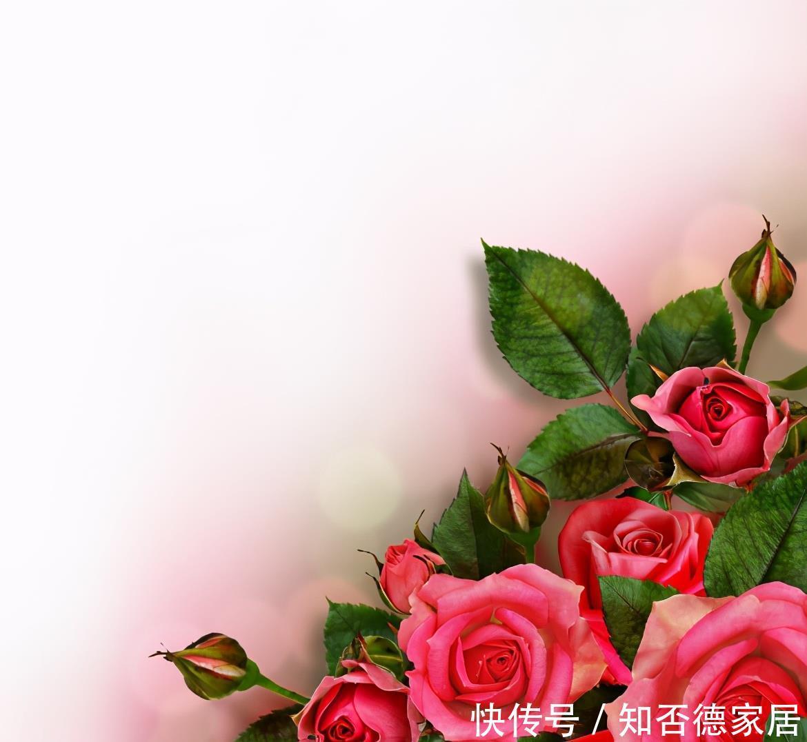 种病症|什么是月季霜霉病,又该如何做到早发现早预防?