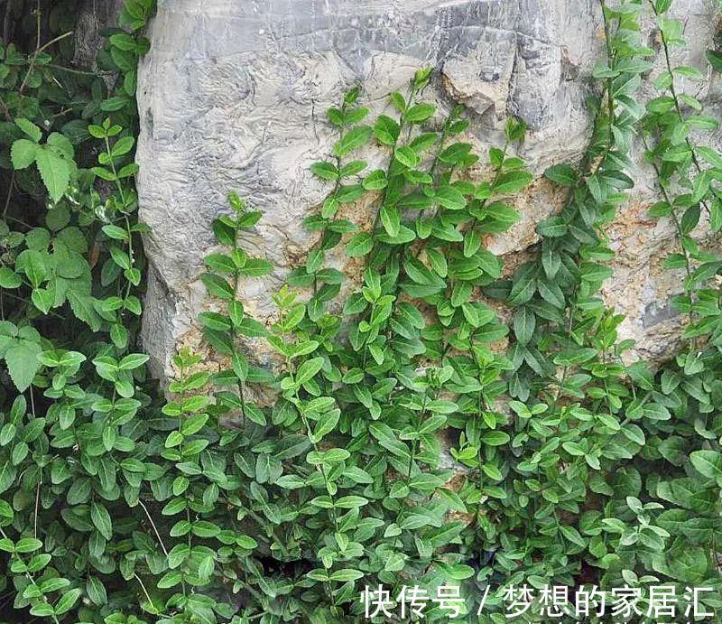 芳藤|扶芳藤的根系发达，搞不定附石式或附木式盆景，可以拿它练手！