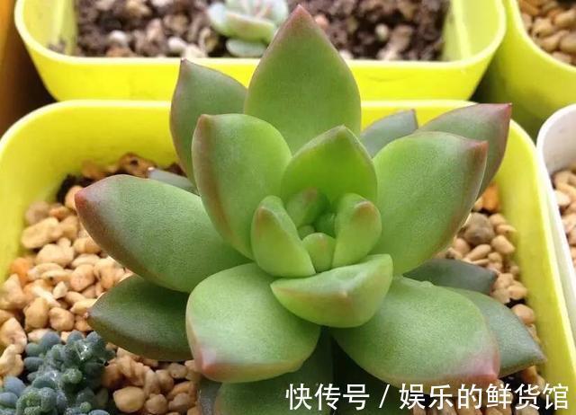 多肉长残的照片,看一次笑一次,根治各种抑郁