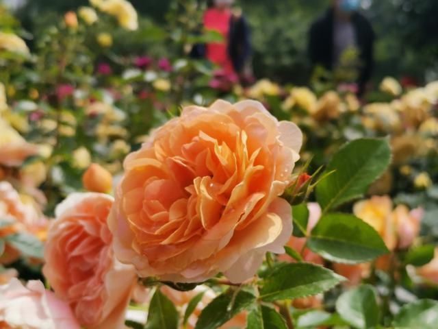 芦荟|爱花的人，这些家庭养花小知识你知道吗？