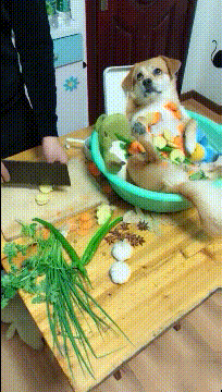 |搞笑GIF趣图：狗子，要不是我被封印住，你能是我的对手?？