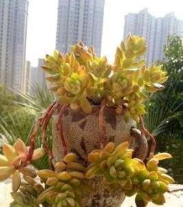 此款多肉，好养又好看，叶片饱满上色美，独苗长成小老桩