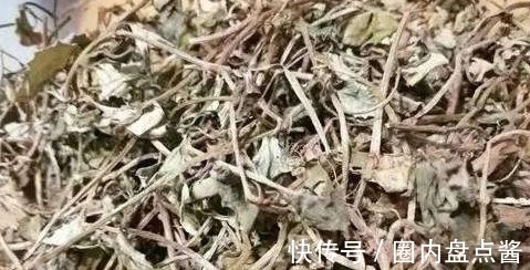 消肿化瘀|农村一种野草，是一种排结石的利器广受追捧，还能消肿化瘀