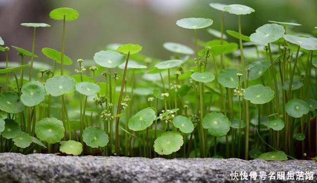 日子|3种绿植，开花便是“好兆头”，家里放一盆，日子顺风又顺水