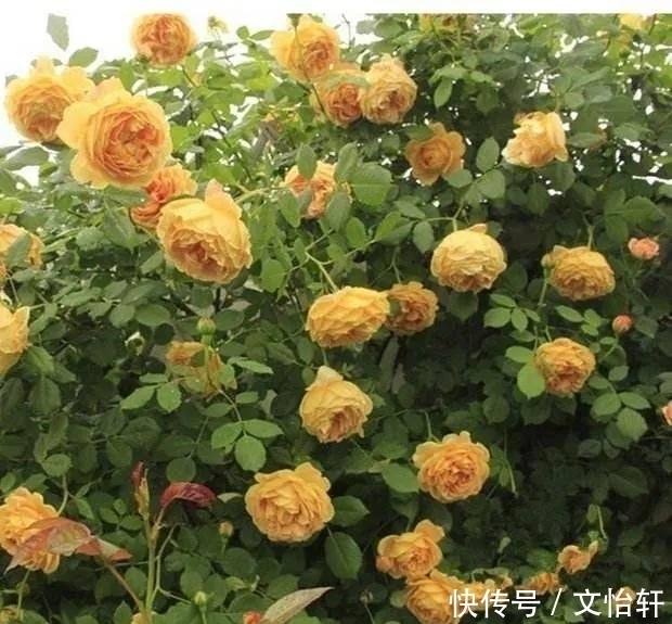 品种|100个月季品种,千姿百态,每个都很漂亮,图名并茂,值得收藏