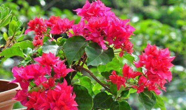 养花,提供一个适宜的生长环境才能生长开花结果