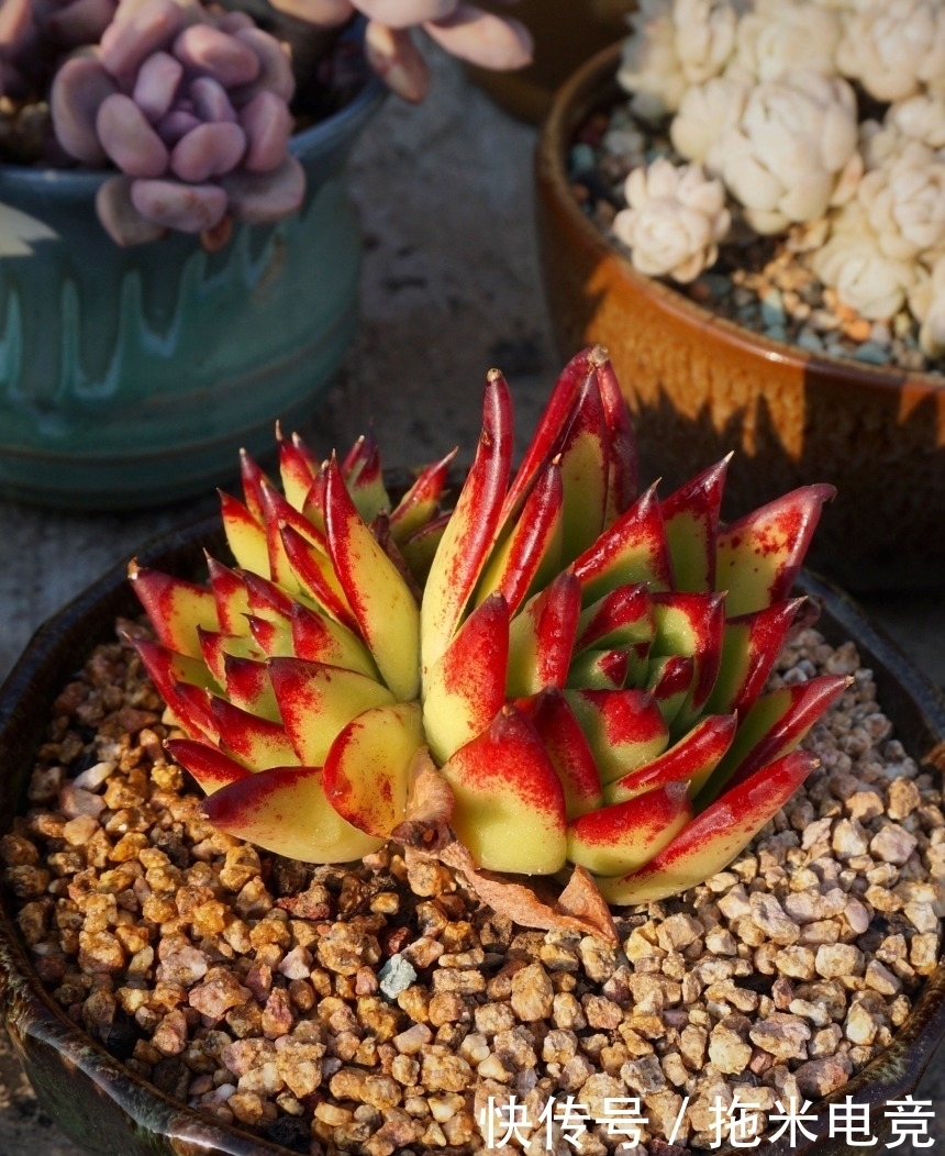 春天,去天台赏肉