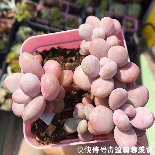 多肉桃蛋越长越丑从2个方面虐一虐,叶片肥嘟嘟,长成小老桩