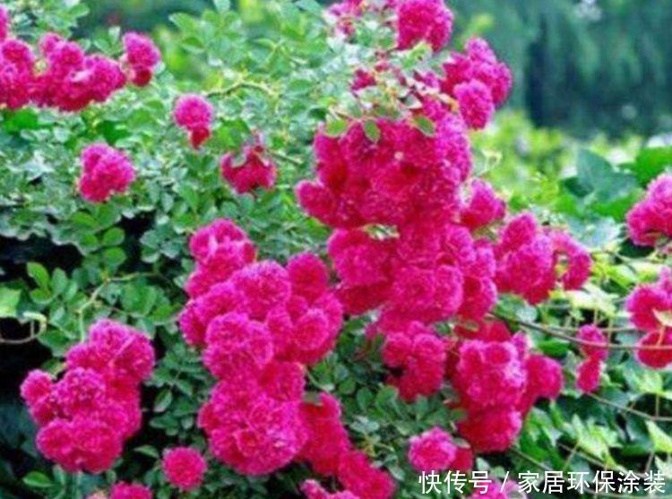 4种花形似玫瑰花,花期长还很好养,惹人喜欢