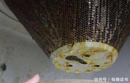 植物|有4种花,最爱抽油烟机的“废油”,挖个洞、倒一点,轻松爆盆!