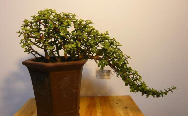 雅乐|金枝玉叶这么养，枝干苍劲有力，造型漂亮颜值高，变成盆景价值大