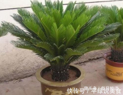 生活环境|3种“花”不管价格再贵,也要在家养一盆,可让身体更健康!