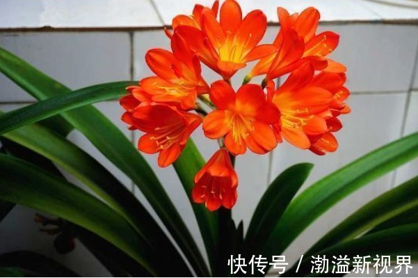 土壤|养君子兰，学会关键1招，叶片油绿，花开不停，一次开花几十朵！