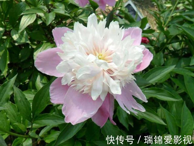 农村人都爱种的5种花，没啥名气，开花却漂亮极了!