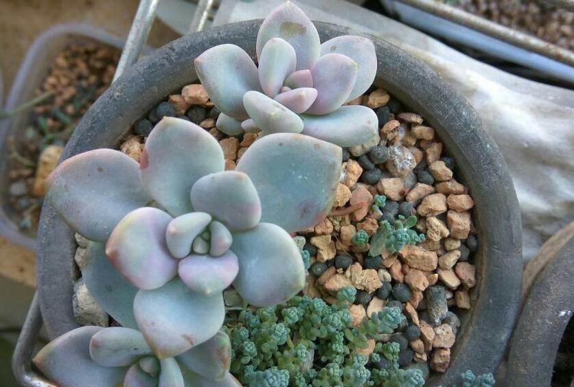 家庭盆栽多肉：冬季养冬美人，抗冻，上色易出状态快，要求低