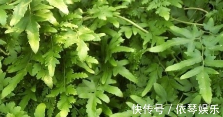 消炎|农村路边这些野菜，祛风止痛、消炎解毒，功效大，可惜很少人知道