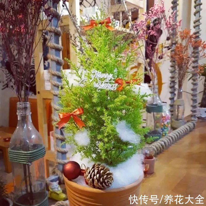 家里养一盆小香松,芬芳满室,满屋子都是高级香水味