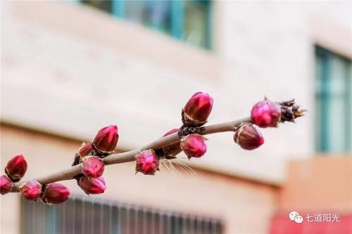 桃红柳绿应该是三月才有的现象吧