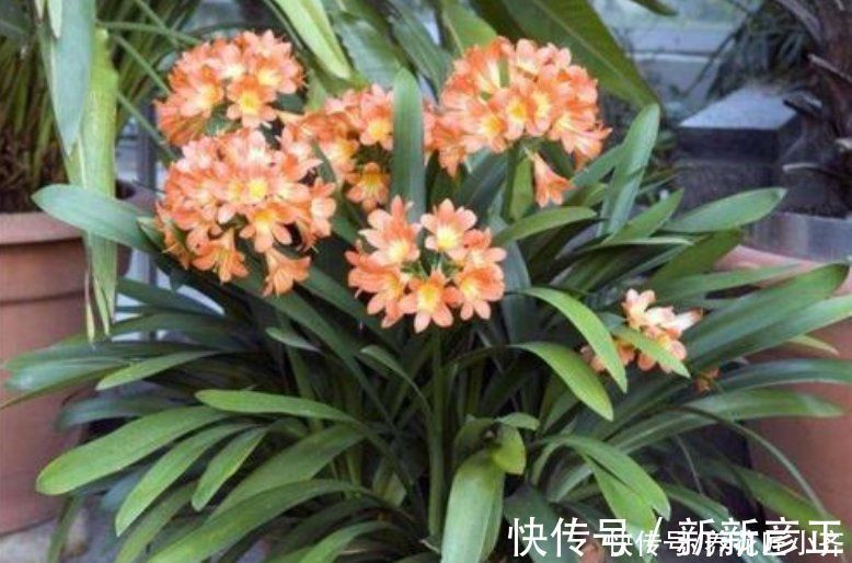 肥料|君子兰花箭“夹住了”,只需简单四步,让花杆快速长高,正常开花