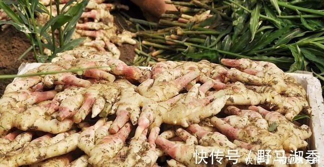 空腹|生姜放久了总是坏,教你简单1个小妙招“不干瘪不腐烂”!
