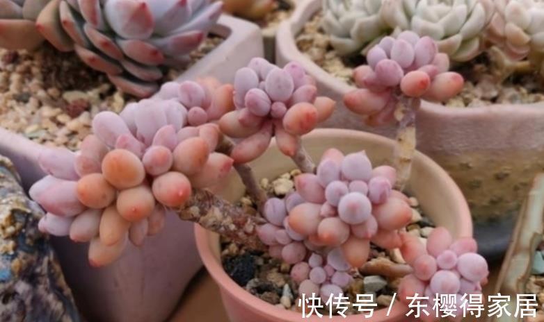 婴儿|天微凉，养这3款多肉，该小心黑腐问题