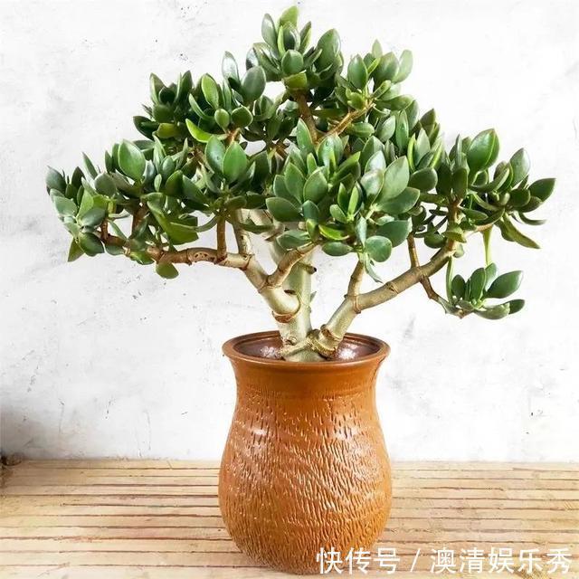 长势|早春养玉树,注意这4点,叶绿根壮长势旺,越养越旺家