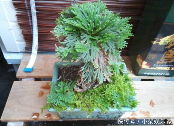 婆婆|婆婆路边挖点野草当盆栽,从来不用换盆,比花店卖的花卉还要美