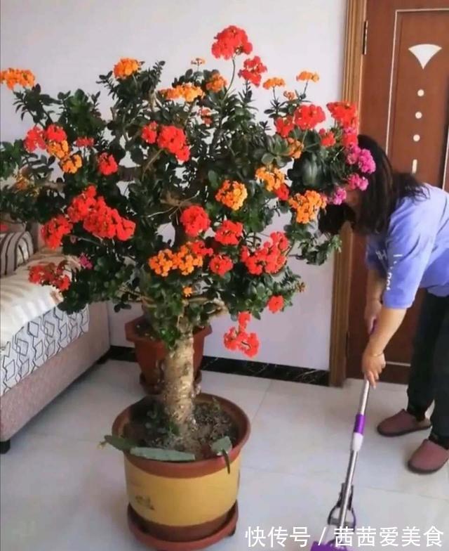 盆栽|客厅有树,十有九富!6种“富贵树”,贵气好养,旺家又吉利