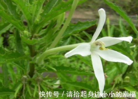 野草|农村的1种野草，人称“安眠草”，药用价值高，治失眠效果好